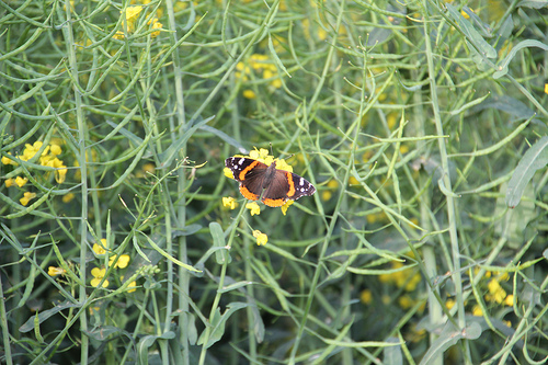 Bayer's Ecological Efforts Show Significant Progress in Recovery of Monarch Habitat and Populations