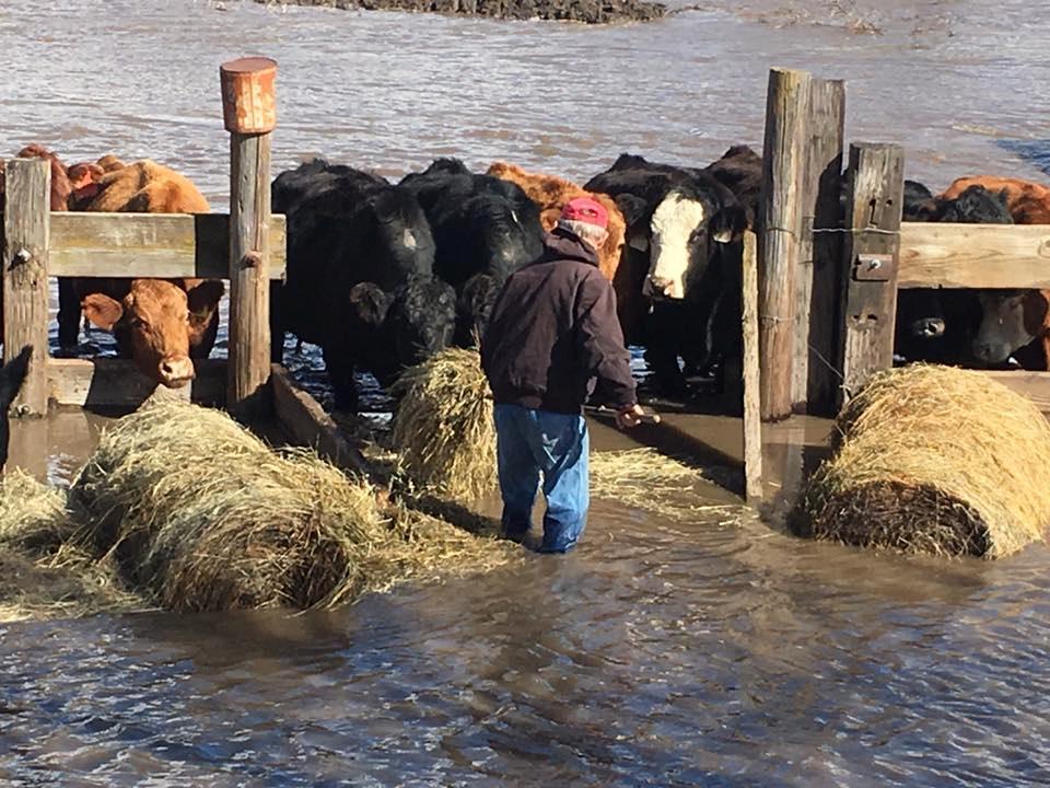 Nebraska Cattlemen's Pete McClymont Reports on Flood Devastation in Wake of Bomb Cyclone