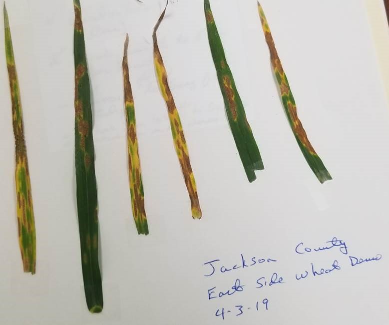 Stripe Rust Absent Across State This Season with Only Spotty Cases of Leaf Rust, Powdery Mildew