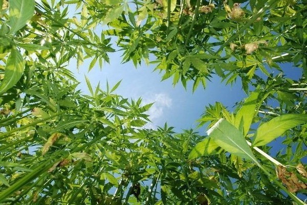 Hemp Production Offers Farmers Incredible Opportunity According to Industry Pioneer Herb's Herbs