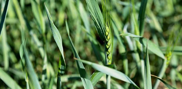 US Wheat Crop Shows First Signs of Heading as Corn Planting Gets Underway, According to USDA