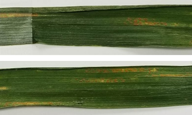 First Case of Stripe Rust Discovered in South/Southwest Oklahoma in Wheat Field Near Jackson Co.