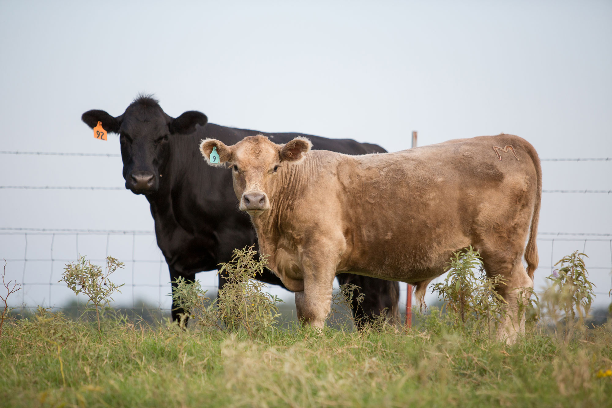 Learn to Simplify Management Decisions, Increase Calves Marketability at Upcoming Noble Seminar