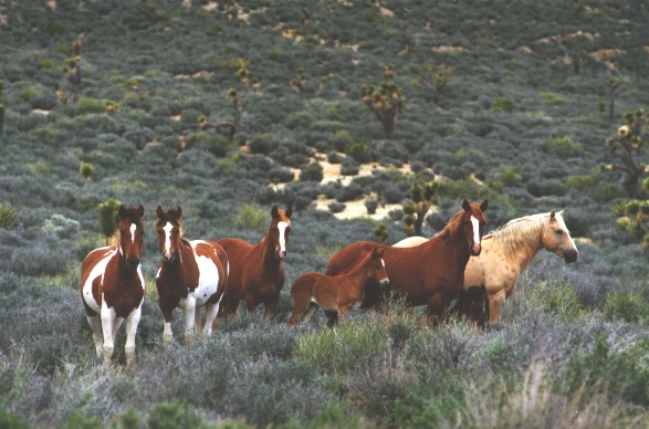 Ag, Natural Resources Groups Support Multi-Stakeholder Proposal to Manage Wild Horses, Burros