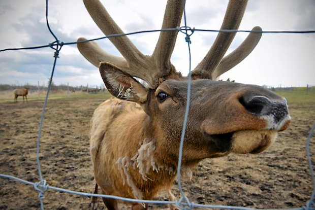 Oklahoma Elk Farm Quarantined After Confirmed Case of Chronic Wasting Disease Found at Facility