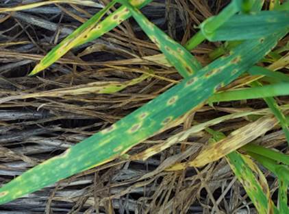 Later Than Normal- OSU's Bob Hunger Says Rust Diseases Are Spreading Into Oklahoma Quickly