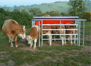 Creep Feeding - Do the Pros Really Outweigh the Cons When It Comes to Feeding Your Calves?