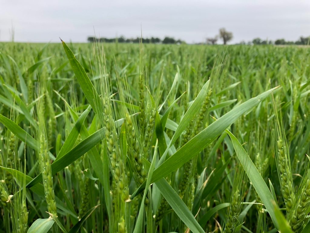 Kansas Wheat Crop Called 25 Percent Larger in 2019 Compared to 2018- So Say the Crop Scouts in the Wheat Quality Council Tour
