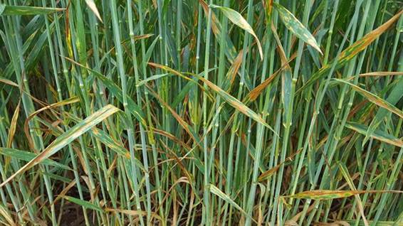 Dr. Bob Hunger Continues to See Foliar Diseases on the Rise in Oklahoma Wheat Fields
