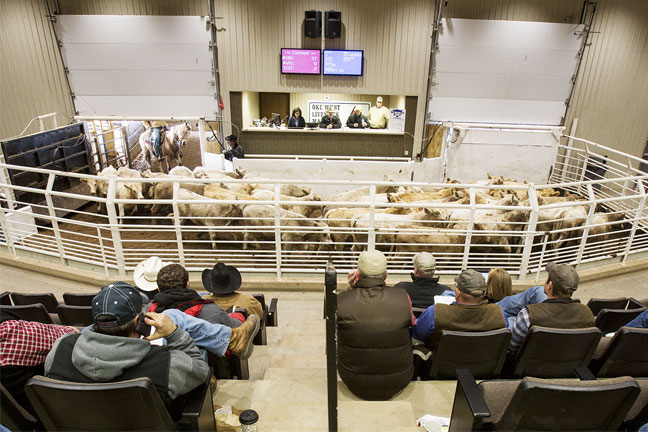 Slaughter Cows Sell Steady to 2.00 Lower, Slaughter Bulls Steady to 3.00 Higher Monday at OKC West Livestock