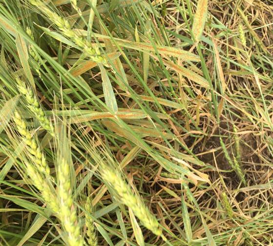 More Rust and Septoria Being Seen in Oklahoma Wheat Fields- So Says OSU Plant Pathologist Dr. Bob Hunger