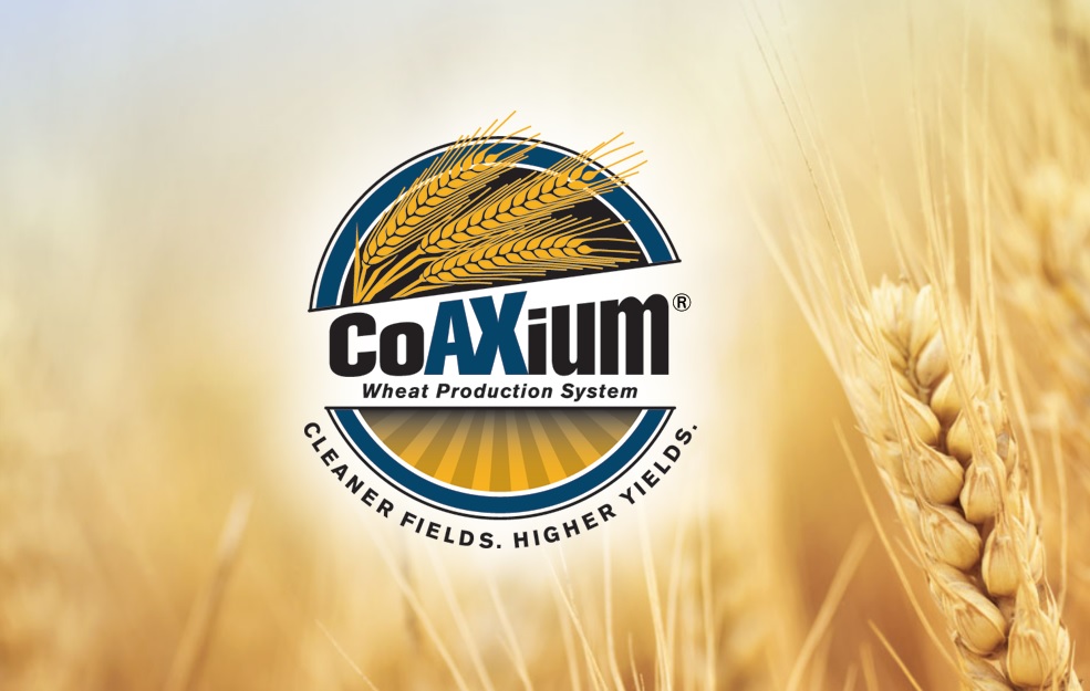Weed Specialist Misha Manchehri Gives New CoAXium Wheat Production System Stamp of Approval