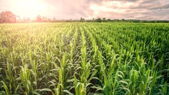 Anuvia Study Says Agriculture Seeing Up to 32% Reduction of Greenhouse Gases in Crop Production