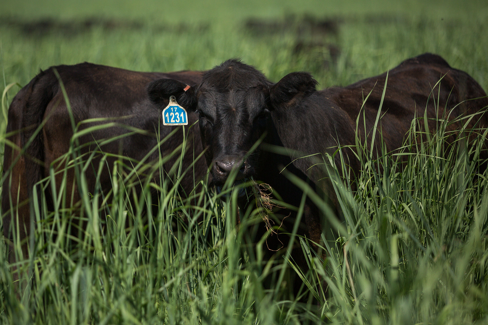 Noble Research Institute Workshop Set to Focus on Proper Grazing Management on June 4th