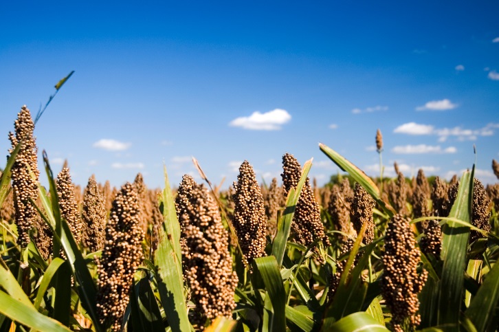 Persistently Wet Conditions Prompt Farmers to Consider Grain Sorghum as a Late Planting Option