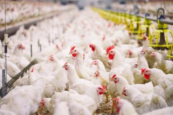 New Survey Examines Consumers' Understanding of the Environmental Impact of Chicken Production