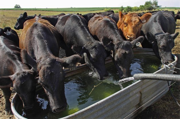 Water Quality Matters for Grazing Cattle and Their Ability to Thrive and Grow on Pasture and Range