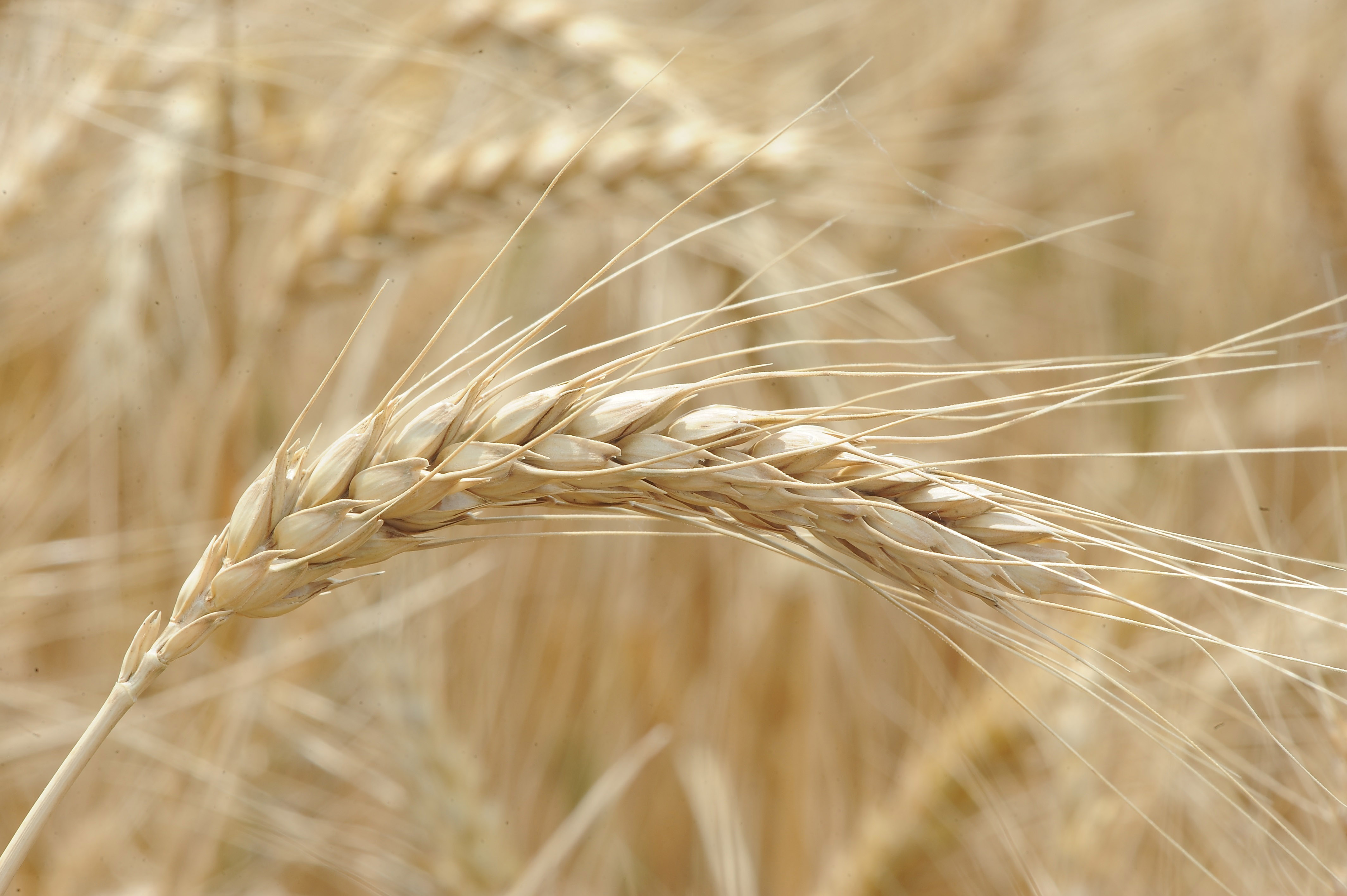 Wheat in Panhandle Test Positive for Wheat Streak Mosaic, High Plains Disease, Triticum Mosaic