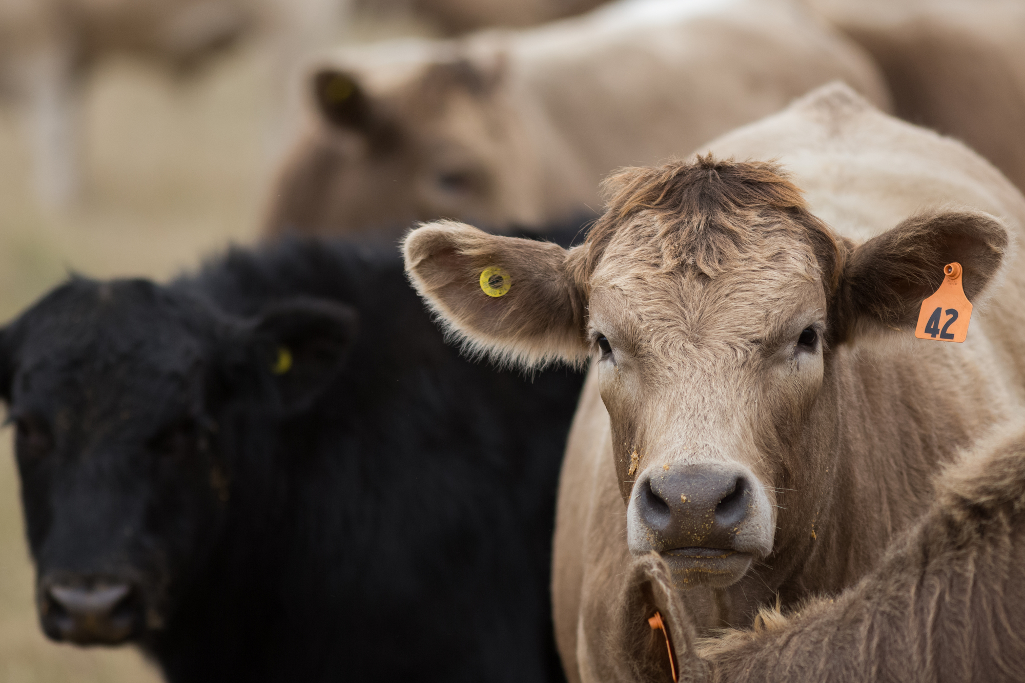 Rabo Agrifinances Don Close Shares His Top Four Unknown Unknowns of the Beef Industry in 2019
