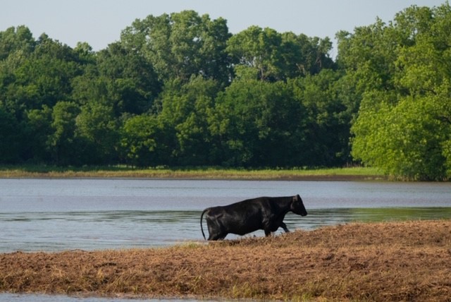 Cattle Producers Should Watch for Signs of Blackleg and Anthrax After Floodwaters Recede