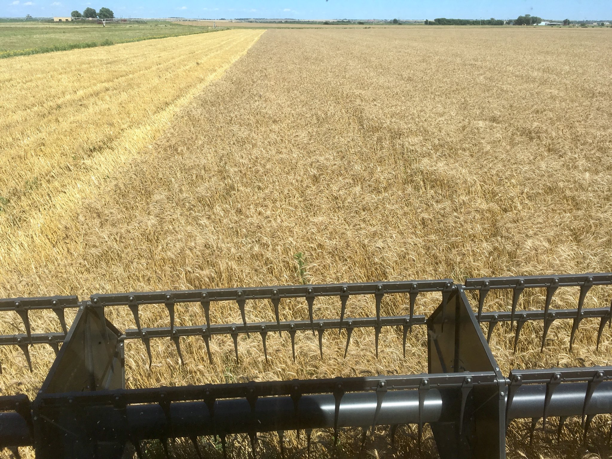 Plains Grains Agrees with Oklahoma Wheat Commission- Oklahoma Wheat Harvest at 25% Complete- Texas Now Stands at 42%