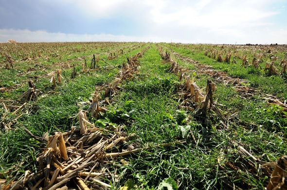 USDA Adds Flexibility for Cover Crop Management During 2020 Crop Year in New Guidelines, Policy Provisions