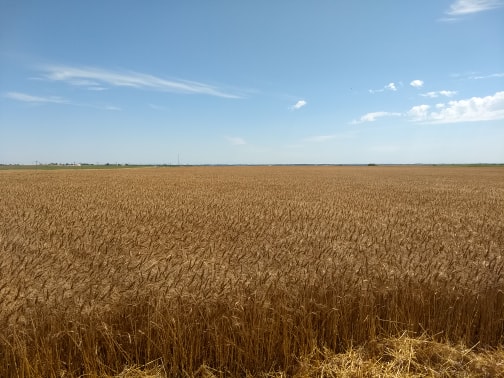 Plains Grains Says Oklahoma Wheat Harvest 99% Complete- Kansas Nearing Three Fourths Done This Week
