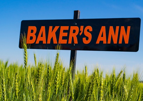 OSU Wheat Variety Trial Data is In - Baker's Ann Hits the Century Mark