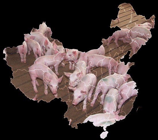 Pork Checkoff Stays Vigilant as African Swine Fever Marks One Year in China