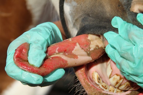 Vesicular Stomatitis Continues to Spread - Livestock Producers and Veterinarians on High Alert