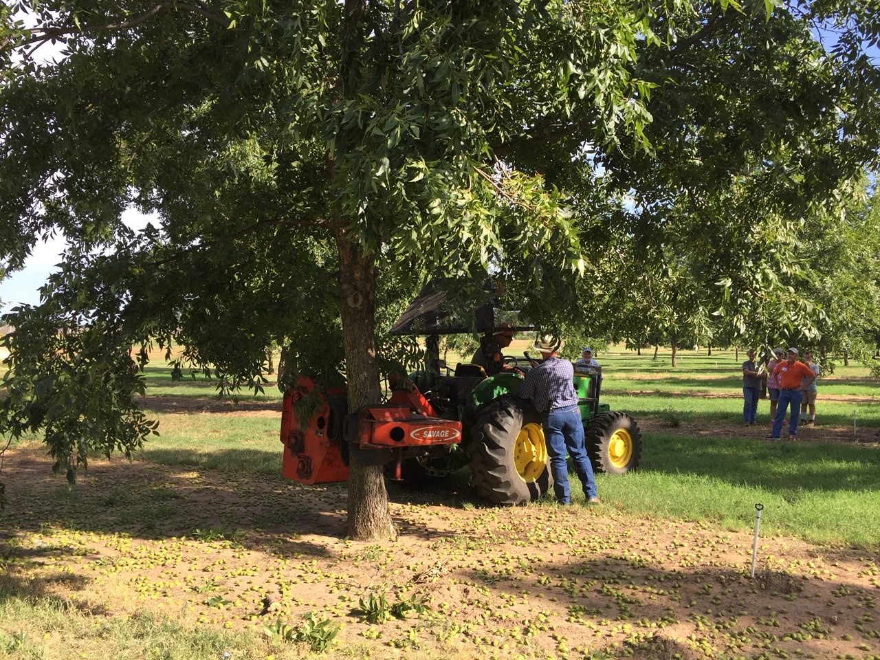 Growers to Learn How to Thin Their Crop Load at Upcoming Pecan Field Day Hosted by OSU