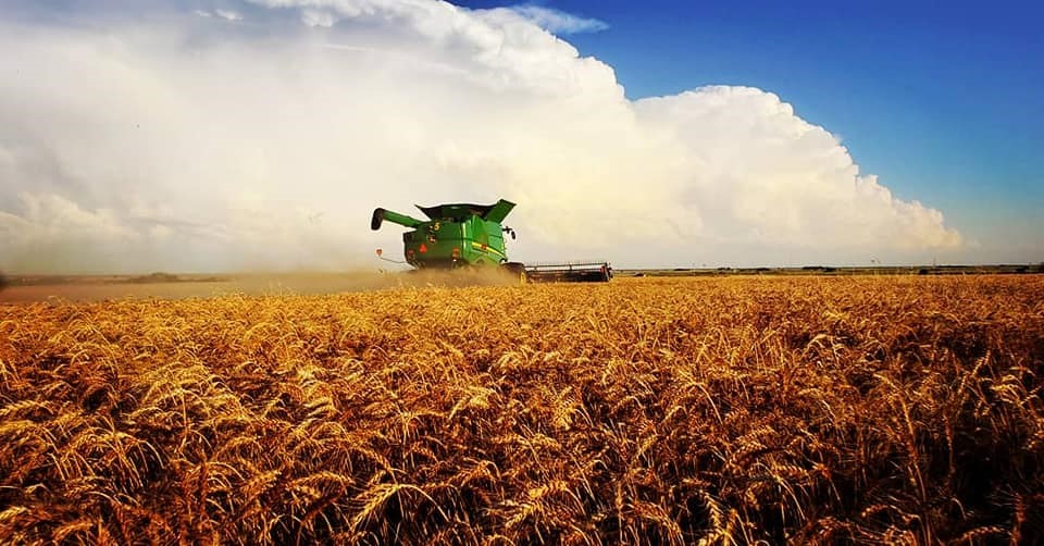 USDA: Wheat Production for Oklahoma Forecast at 105 Million Bushels, Up 49 Percent from Last Year