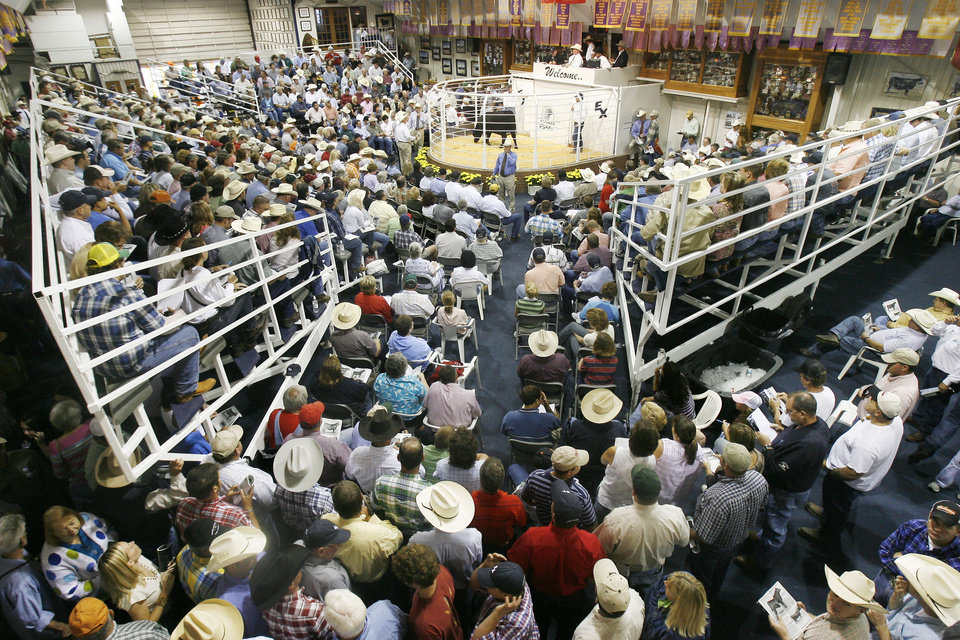 Express Ranches to Feature Premiere Angus Female Stock at Upcoming Big Event Sale - Aug. 16 & 17