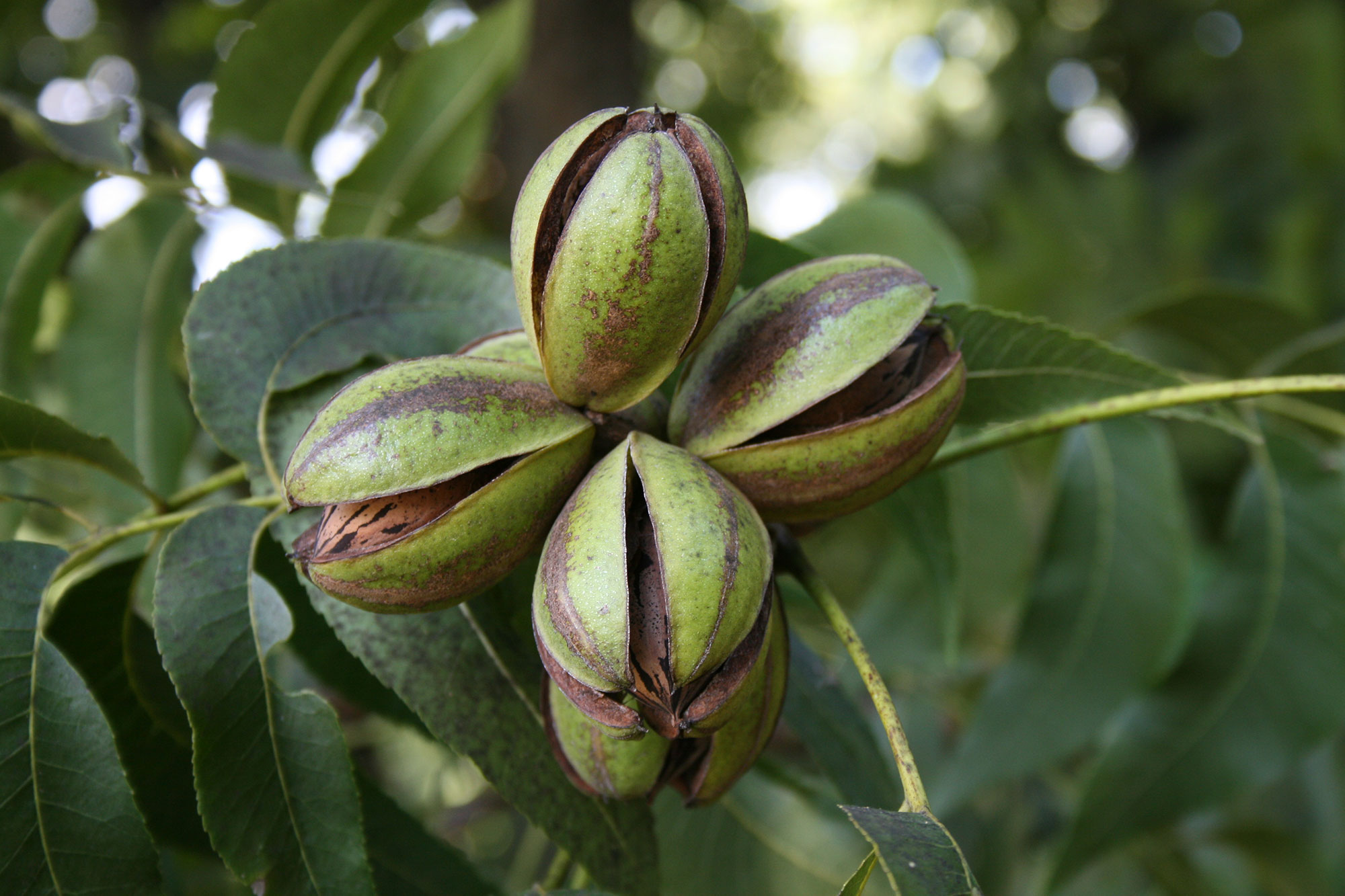 Noble to Host Upcoming Seminar on How to Start Growing Pecans, Addresses Challenges of Nut Production