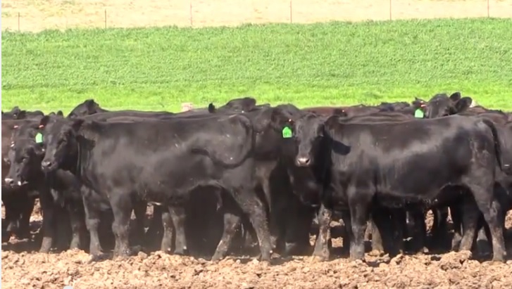 OSU's Glenn Selk Talks About the Benefits of a 45 Day Weaning Period in Cattle