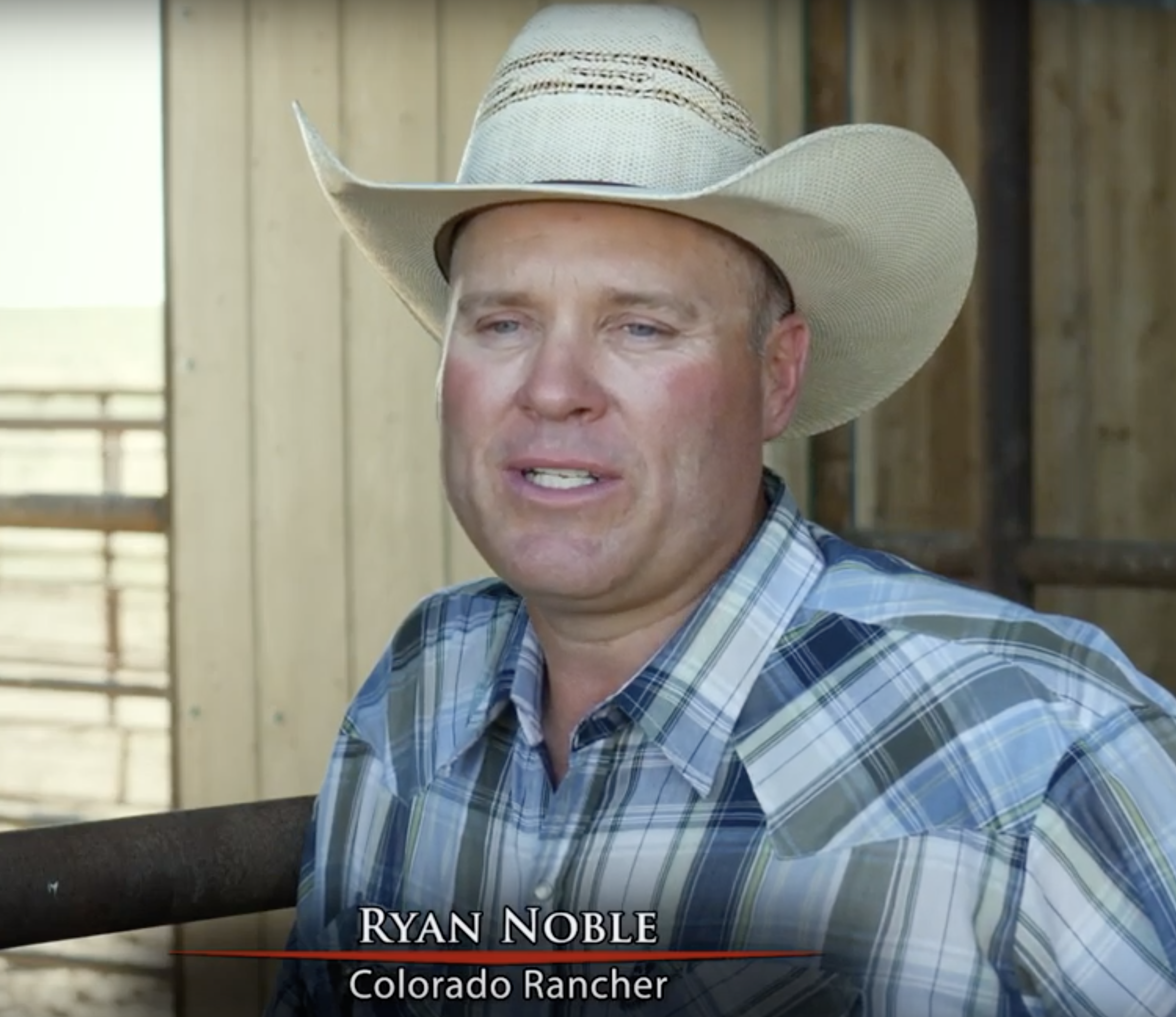 Colorado Rancher Ryan Noble Talks about to to Enterprise Your Heifers