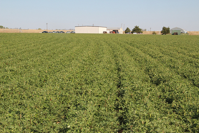 Peanut and Cotton Research to be Featured September 19th at Ft. Cobb Research Station