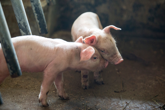 USDA Plans African Swine Fever Exercise in September- Just in Case ASF Gets to the United States