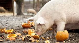 Ag Dept. Puts Producers on Notice - Feeding Swine Garbage Prohibited in Oklahoma After November 1