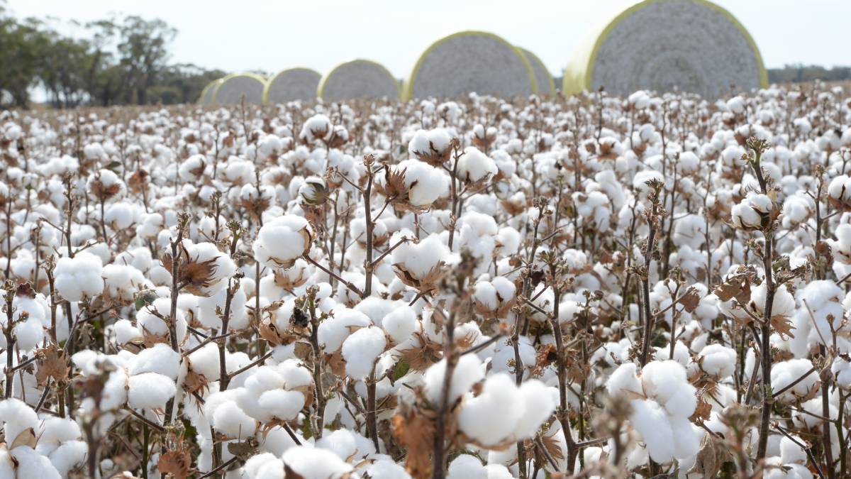 USDA Predicts 2019 Oklahoma Cotton Crop Up 100,000 Bales from 2018 to 780,000 Bales 