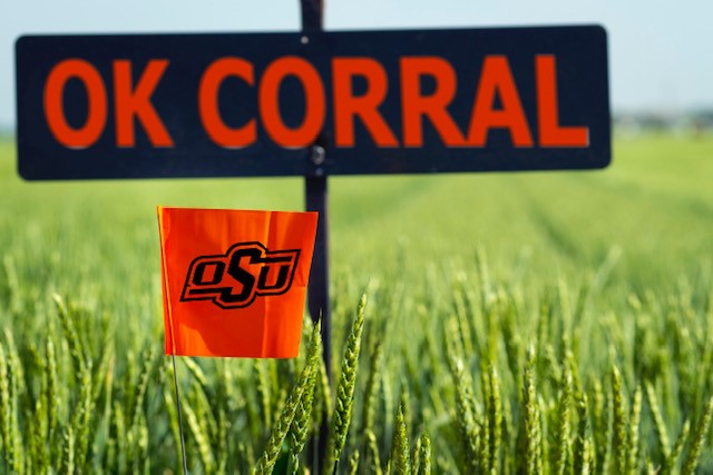 OK Corral is Here - New OSU Beardless Wheat Variety Seed Available for Fall Planting