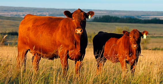 Red Angus Genetics Being Added to Texas A&M Beef Herd