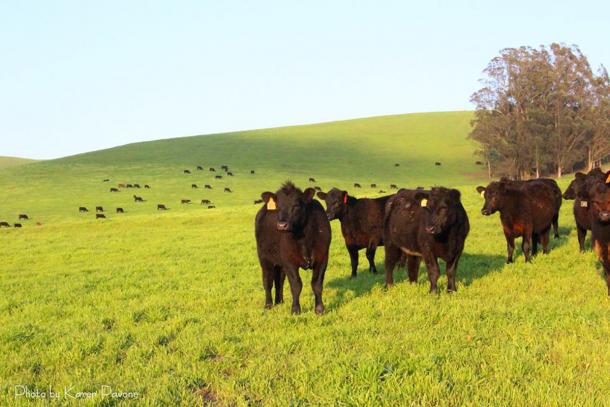 Beef Quality Assurance Campaign Educates Consumers About Cattle Producers Doing the Right Thing