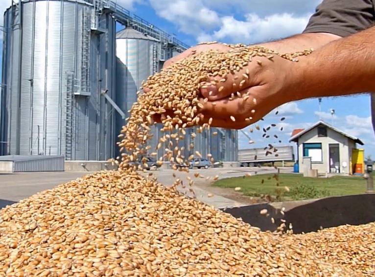 Oklahoma Grain Elavator Cash Grains Thursday, October 10, 2019