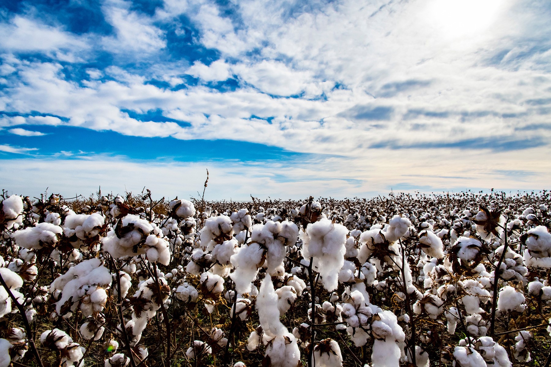 Oklahoma Cotton Production Jumps Seven Percent From September in Latest Crop Production Report- A Review Across All Crops