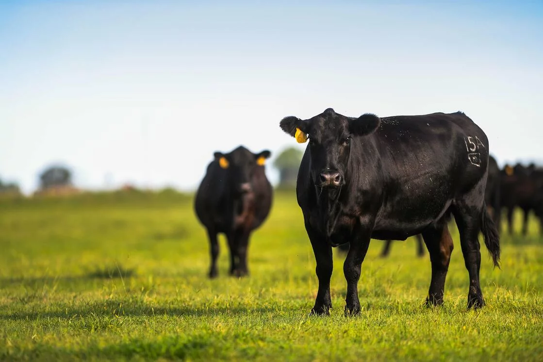 Certified Angus Beef  brand marks 15th consecutive year of growth