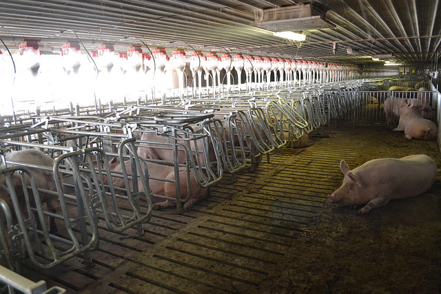 Pig Farmers Improve Feed Efficiency- Cut Ammonia Levels and Manure as a Result
