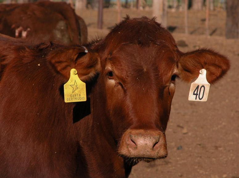 USDA's APHIS Suspends the Animal ID Tag Transition Plan
