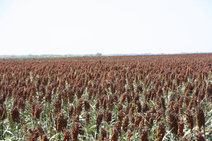 Sorghum Producers Cheer EPA Proposal to Adjust Application Exclusion Zones 
