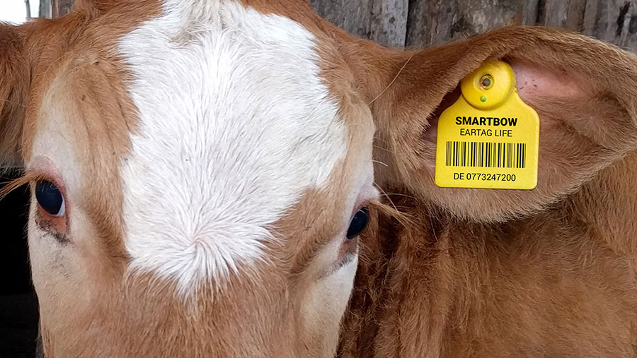 Traceability Continues to Cause Division Among Producers as Industry Vets Systems Pros and Cons